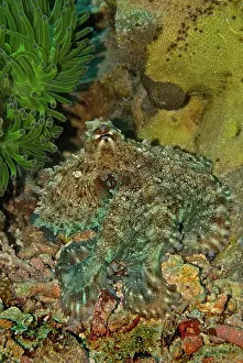 Octopi: Reef Octopus - Not easily seen this octopus has