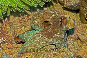 Beneath: Reef Octopus - about to hide beneath an anemone