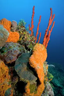 Sponges: Reef with orange elephant ear sponge Agelas clathrodes and r
