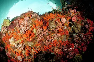 Pantar: Reef with orange soft corals