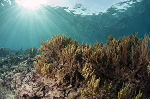 Streaming: Reef scene - Coral with sun in background - Run