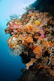 Leste: Reef scene - Crinoid with sun in background - The