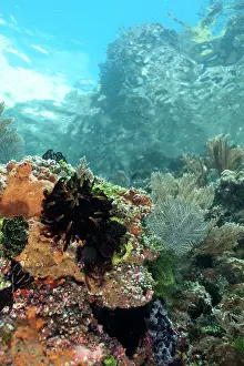 Baleh: Reef Scene with hills and sky in background Baleh