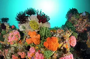 Crinoids: Reef Scene with soft corals and crinoids against