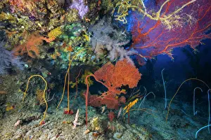 Fans: Reef scenery at a depth of 70 metres at the bott