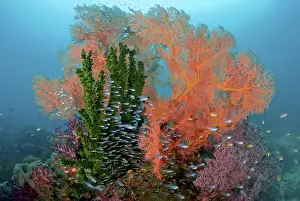 Shimlock: Reef scenics, Raja Ampat Islands, Irian