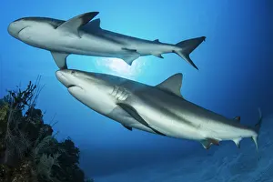 Carcharhinus: Reef sharks (Carcharhinus perezi), Queen's Gardens