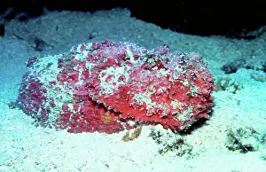 Synanceia: Reef Stonefish