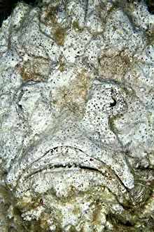 Synanceia: Reef Stonefish