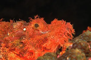 Stonefish: Reef Stonefish