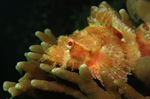 Cebu: Reef Stonefish