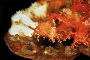 Synanceia: Reef Stonefish