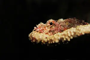 Synanceia: Reef Stonefish