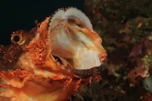 Gazing: Reef Stonefish