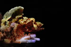 Synanceia: Reef Stonefish