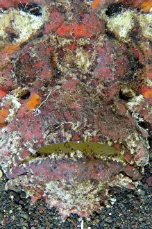 Synanceiidae: Reef Stonefish