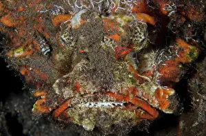 Ghost: Reef Stonefish - Ghost Bay dive site, Amed, Karangasem