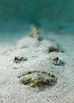 Dangerous: Reef stonefish (Synanceia verrucosa), from front
