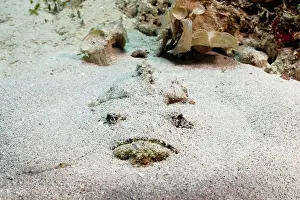 Hunt: Reef stonefish (Synanceia verrucosa), very poisonous