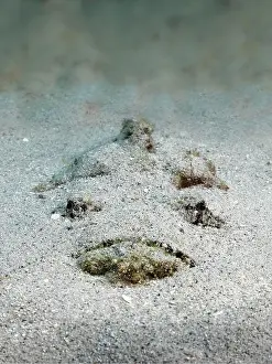 Hunt: Reef stonefish (Synanceia verrucosa), very poisonous