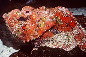 Venomous: REEF STONEFISH - VENOMOUS