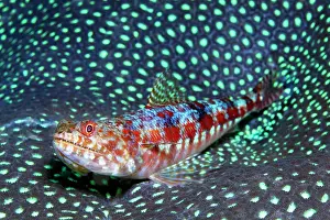 Polyp: Reef variegated lizardfish (Synodus variegatus)