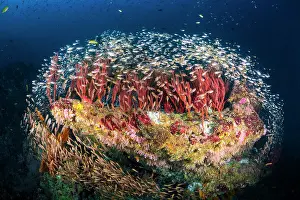 Fans: Reefscape of Tachai Pinnacle, Similan Islands, Thailand