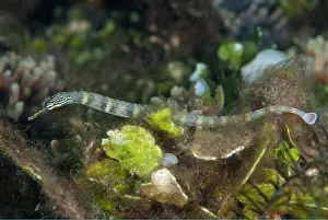 Pipefish: Reeftop Pipefish
