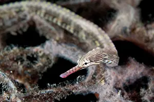 Pipefish: Reeftop Pipefish
