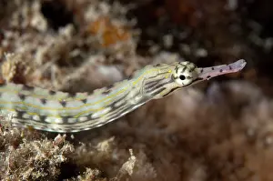 Pipefish: Reeftop Pipefish
