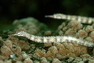 Thin: Reeftop Pipefish pair on night dive