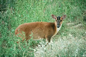 Muntjac: Reeve's / Chinese Muntjac Deer - female