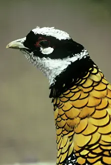 Reeves: Reeve's Pheasant - male