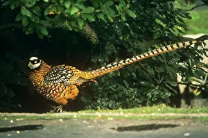 Reeves: Reeve's Pheasant - male