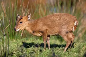 Muntjac: Reeves's Muntjac Deer