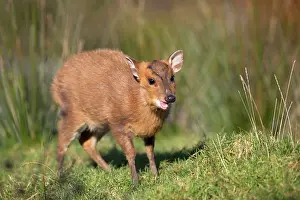 Muntjac: Reeves's Muntjac Deer