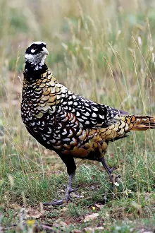 Reeves: Reeves's Pheasant male