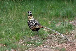 Reeves: Reeves's Pheasant male