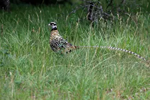 Reeves: Reeves's Pheasant male