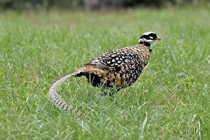 Reeves: Reeves's Pheasant male