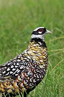 Reeves: Reeves's Pheasant male