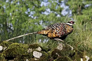 Reeves: Reeves's Pheasant male