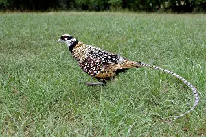 Reeves: Reeves's Pheasant male