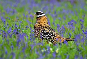 Alien: Reevess pheasant (Syrmaticus reevesii) walking