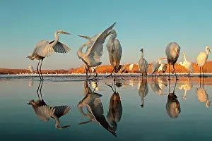 Albus: Reflecting Great Egrets