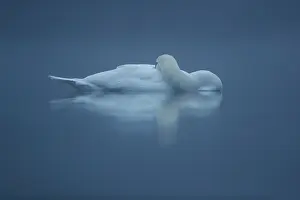 Siesta: Reflecting Mute swan (Cygnus olor) on water in winter