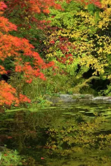 Leave: Reflection of Fall Foliage in Pond