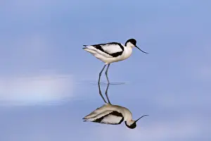 Avocet: Reflection of pied avocet (Recurvirostra avosetta)
