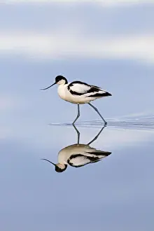 Avocet: Reflection of pied avocet (Recurvirostra avosetta)