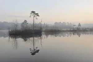 Bossen: Reflection of a tree in a lake, The Netherlands